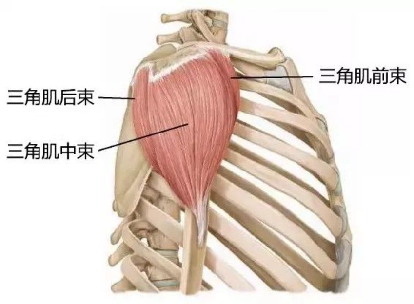 加强肩带下沉肌肉,激活前锯肌,中下斜方肌,菱形肌.