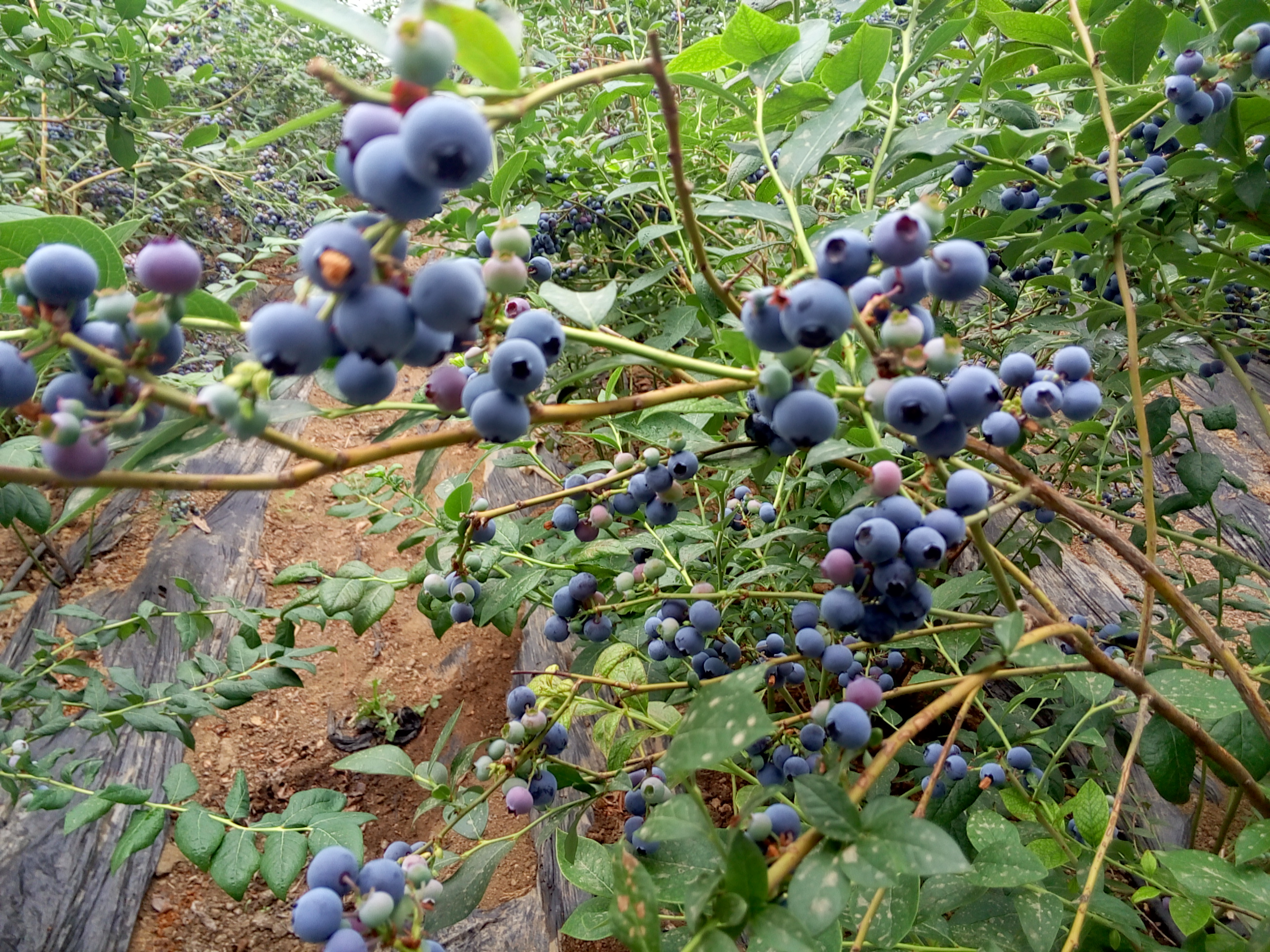 海阳蓝莓好吃么?_大棚