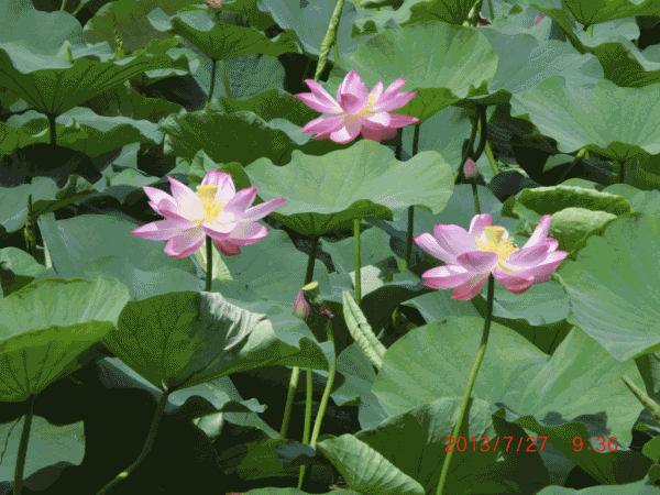 今日立夏太漂亮了谁打开谁幸福