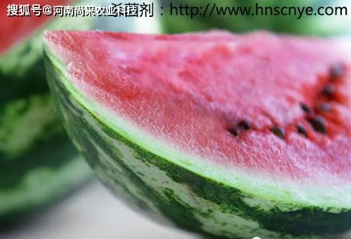 西瓜霜霉病的症状