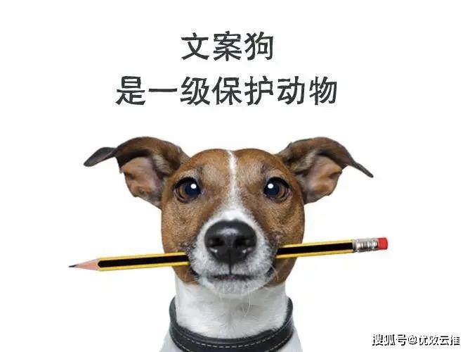 怎么看小狗的mbti 24d1364242544c52873218171e4f9d5e.jpeg