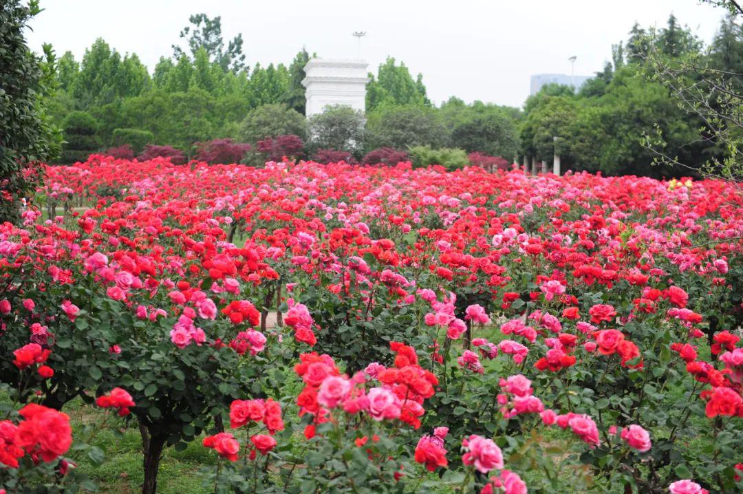 【音乐旅程】郑州绿博园月季花开,云海相拥!