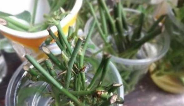 在家怎么自制酸性土壤 3648187933e94d0b9e8de8f326ea8414.png