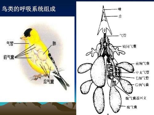 观赏鸟的呼吸系统全文3000字左右,预计阅读时间7分钟.