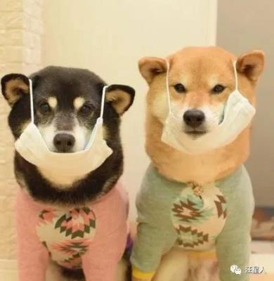 柴犬听到要出门很开心,可下一秒戴上口罩后,笑容凝固了!