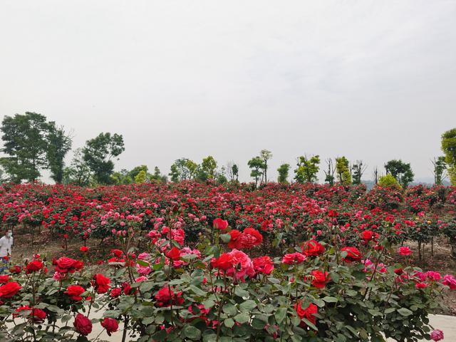 距离成都一小时的赏花网红地崇州月季花园好漂亮带上家人走起