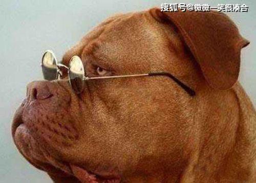 杀兔子的全过程 40553248f8e9459091464ddf2a2a3066.jpeg