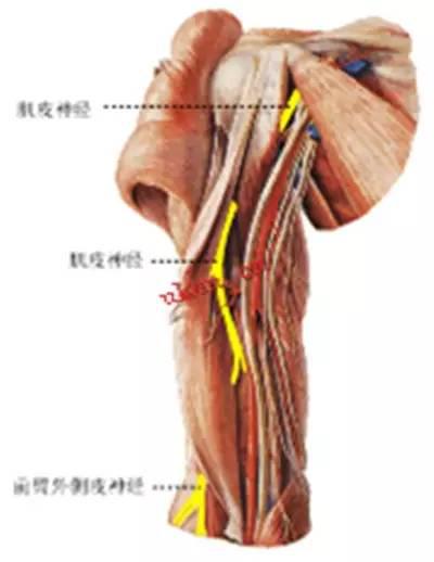 臂丛神经知识汇总_前臂