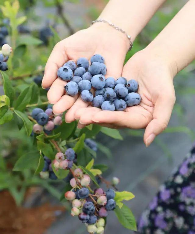 品蓝莓,游山水田园,花语人间与您相约蓝莓采摘季!