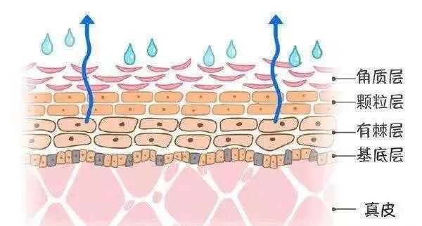 护肤手册 再怎么补水也没用,真正原因竟然是…_肌肤