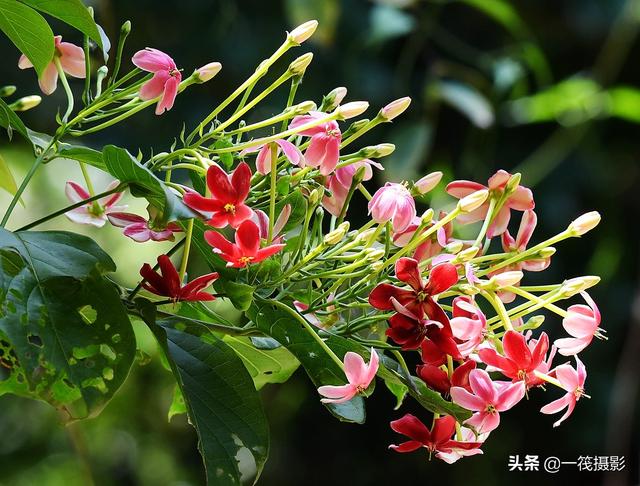使君子,花开