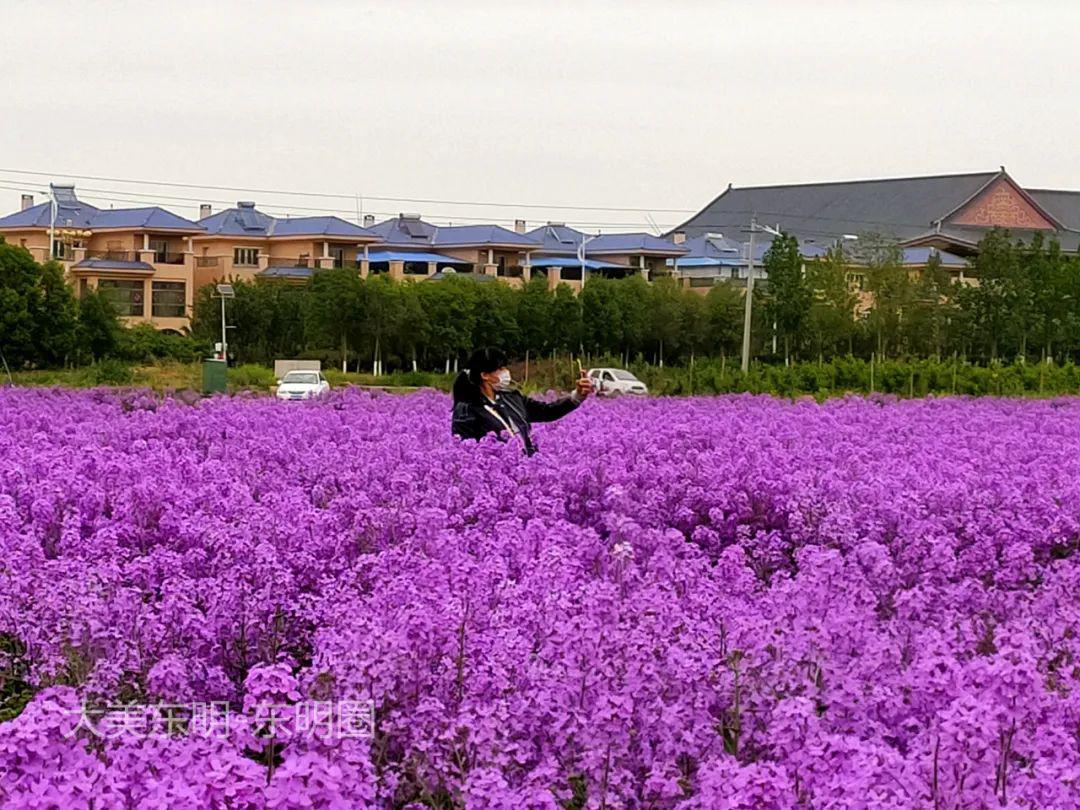 东明县玉皇新村南部的植物种植区,今年种的花萼香芥花涨势很好,已经