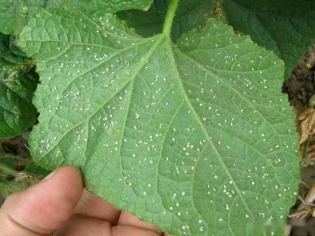 又一个新药上市,专治抗性蚜虫,烟粉虱,叶蝉等害虫