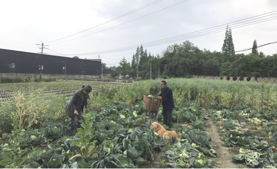 连花清瘟配什么效果好 5c59be2ae7684c228a2507c8a64fe2a9.png