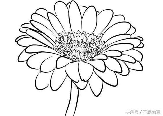 高清大图菊花线稿,坚持画