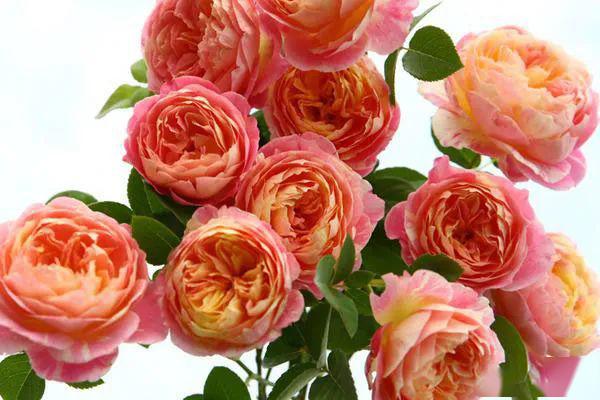 最美月季花景色 61c7b695daa64a2ab0da405b14e1c744.jpeg