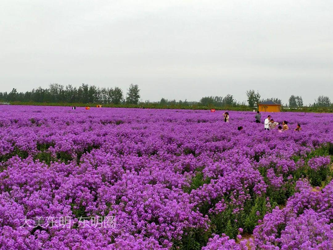 东明县玉皇新村南部的植物种植区,今年种的花萼香芥花涨势很好,已经