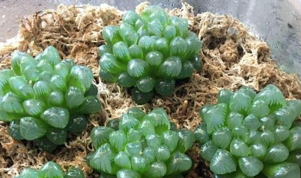 多肉怎么养才能爆盆新手小技巧 6698171aa4274a9582dda2ac05fb3eca.png