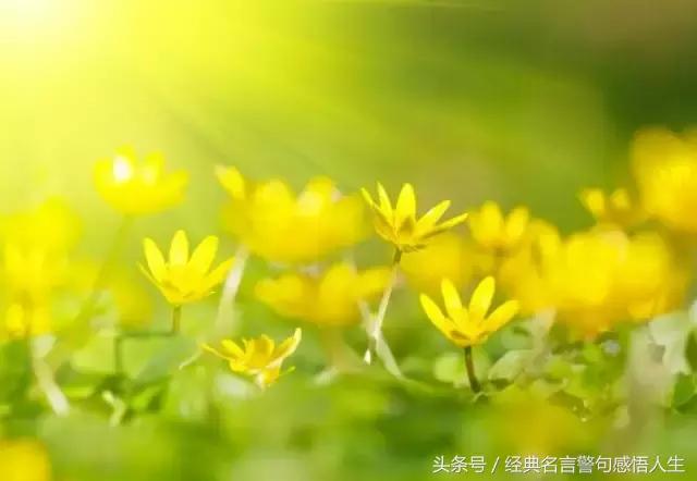 事与愿违什么意思事与愿违下一句的唯美句子