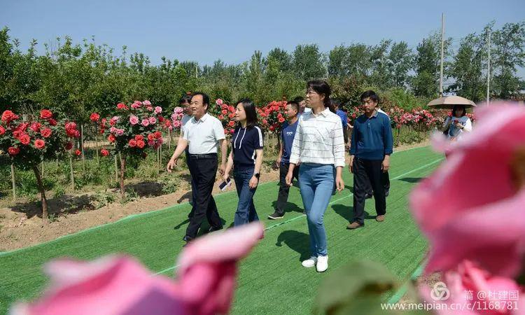 2020年5月3日县委副书记景莉莉在《临猗月季园》调研工作.