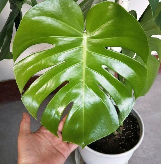 龟背竹养殖方法大全视频 7c8b6f6275ad401f924939ab1bfdb164.png