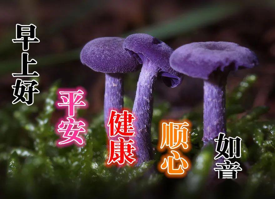 5月5日最漂亮早上好动态表情图片大全,早晨好动图美图