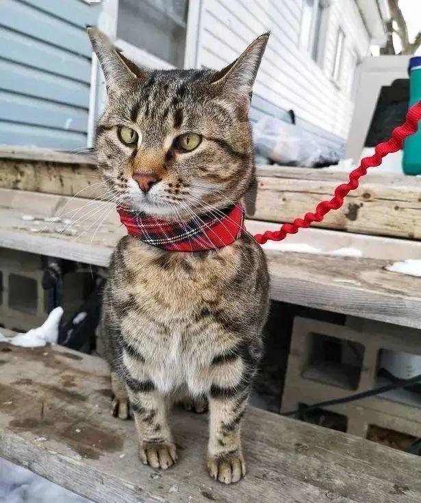 小猫的视力为什么这么好 9257a4613a704062a751d0c00d95d5ba.jpeg