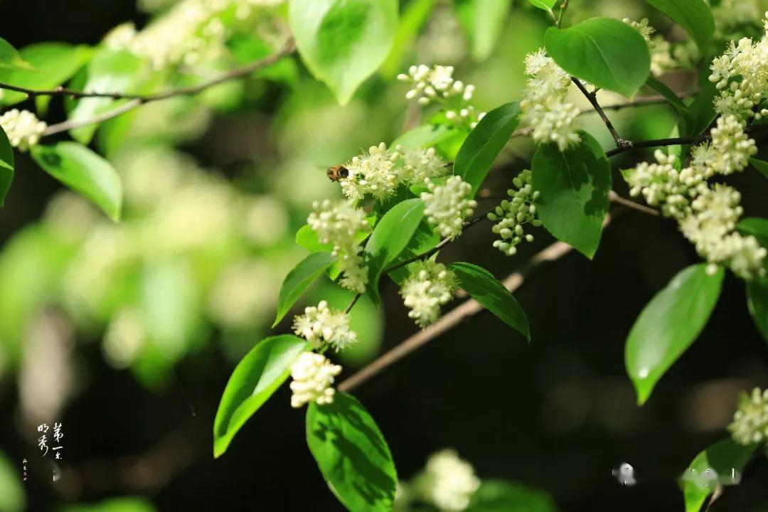 五月流行小风车 栖霞山 白色花系 进入盛花期啦 茉莉