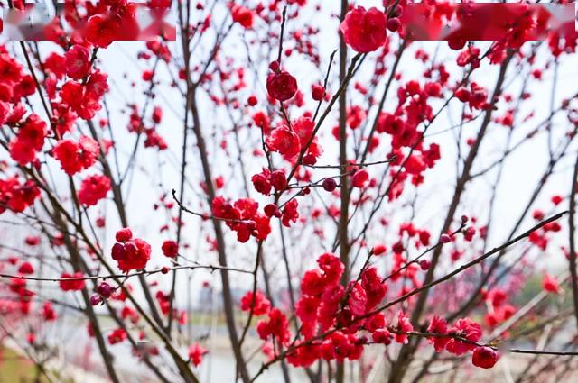 桃花竹子树是什么成语_这是什么成语看图