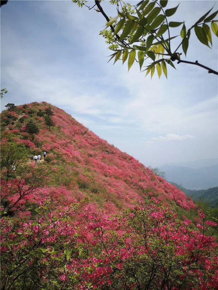 野生映山红"独霸"摸云山,惊艳了整个春!