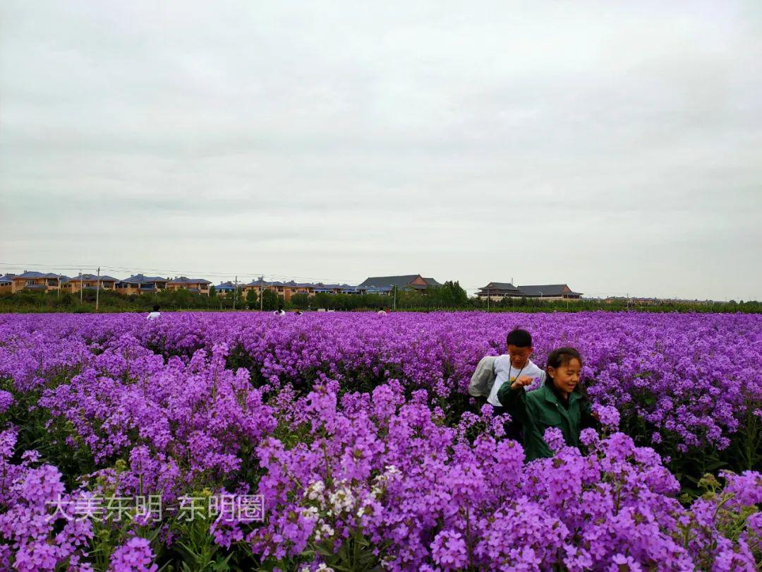 东明县玉皇新村南部的植物种植区,今年种的花萼香芥花涨势很好,已经