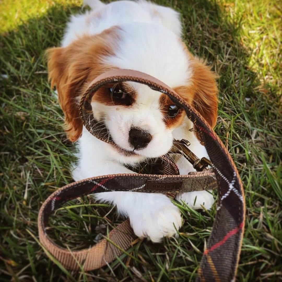 丝和狗猜成语_看图猜成语狗和貂(2)