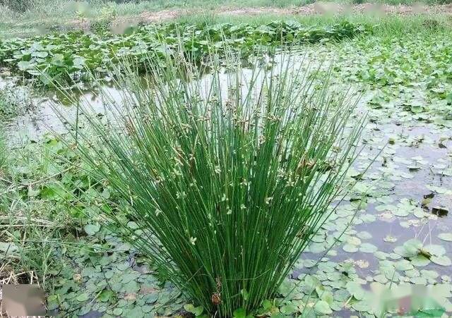 野荸荠,武穴话叫丫妹求(音译),拉丁学名heleocharis plantagineiform