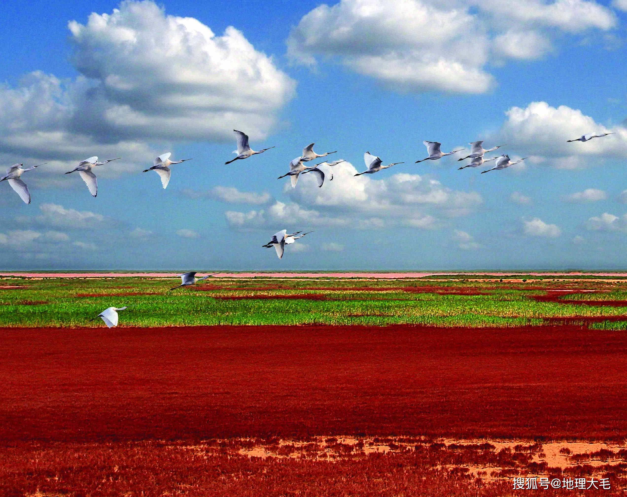 每年的9月至10月,黄河口都会形成"红地毯"景观,与遍野的芦苇荡交叉