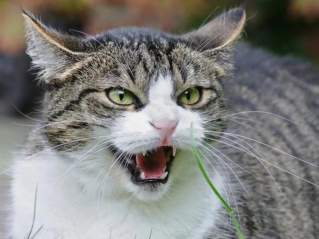 b25277a75ee64051ba88521d3cd6c0a9.jpeg