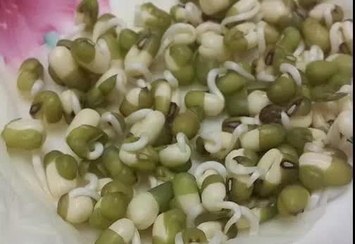 在家种豆芽教程 bf5735cbd2d246209f8c468a390c67ae.jpeg