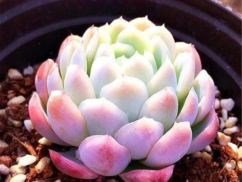 多肉怎么样安全过冬 c4904d2afe374d919bde2009d2bc08b7.jpeg