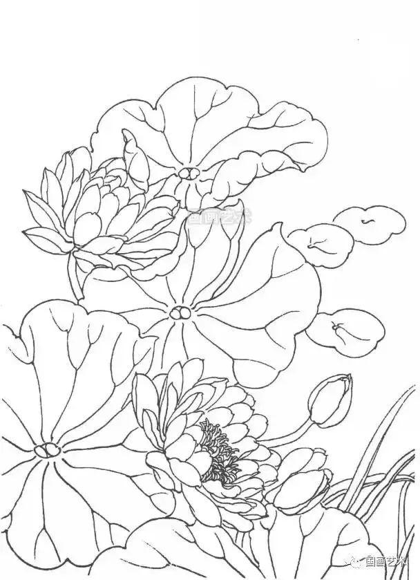线描睡莲画法与画谱欣赏