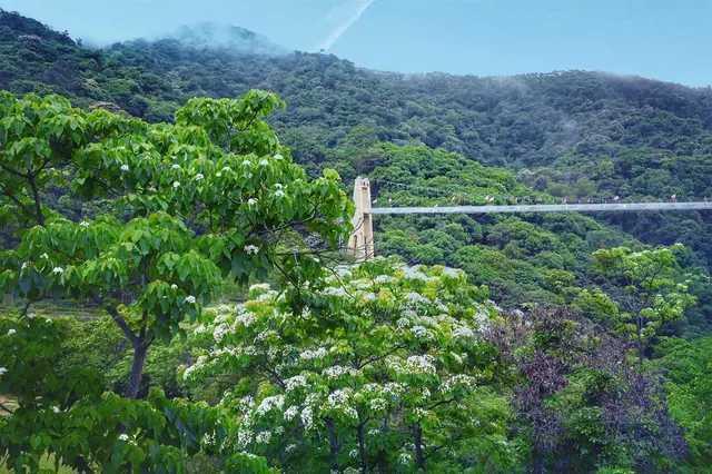 增城二龙山油桐花开了