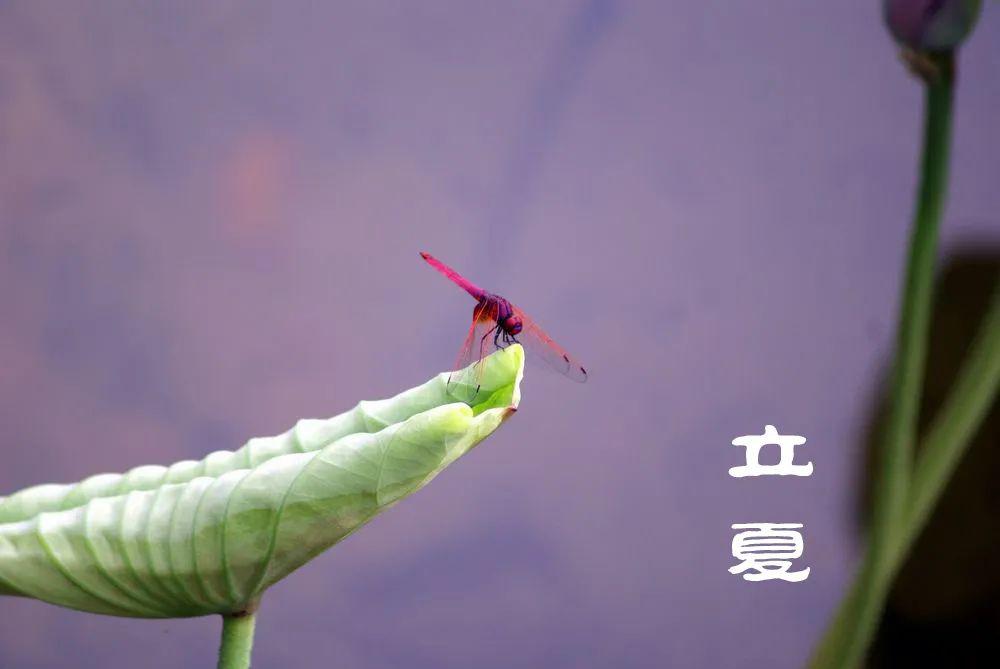 小荷才露头尖角猜成语_小荷才露尖尖角图片(2)