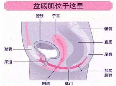 (盆底肌位置示意图)