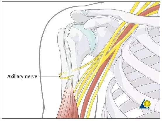 发自臂丛后束,伴旋肱后动脉绕肱骨外科颈的后方至三角肌深面.