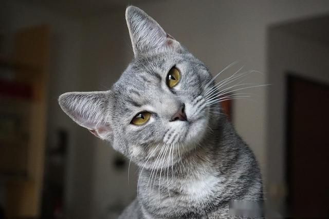 什么品种的猫不臭 e63fe606fcdd4ad6982ceb667d63618b.jpeg