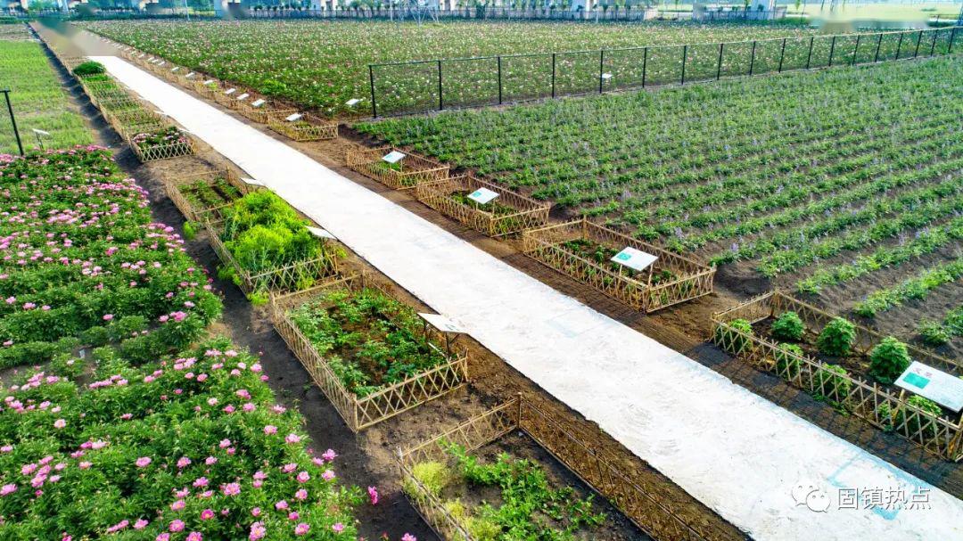 东方蕴国医, 百草解众疾——航拍固镇县《本草园》