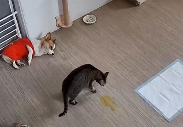 怎么看小猫有没有尿尿 ea282ed65c574a1aa57570df640973e9.jpeg