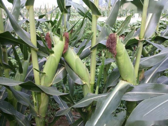 这个高抗倒超大棒玉米新品种,最受农民欢迎