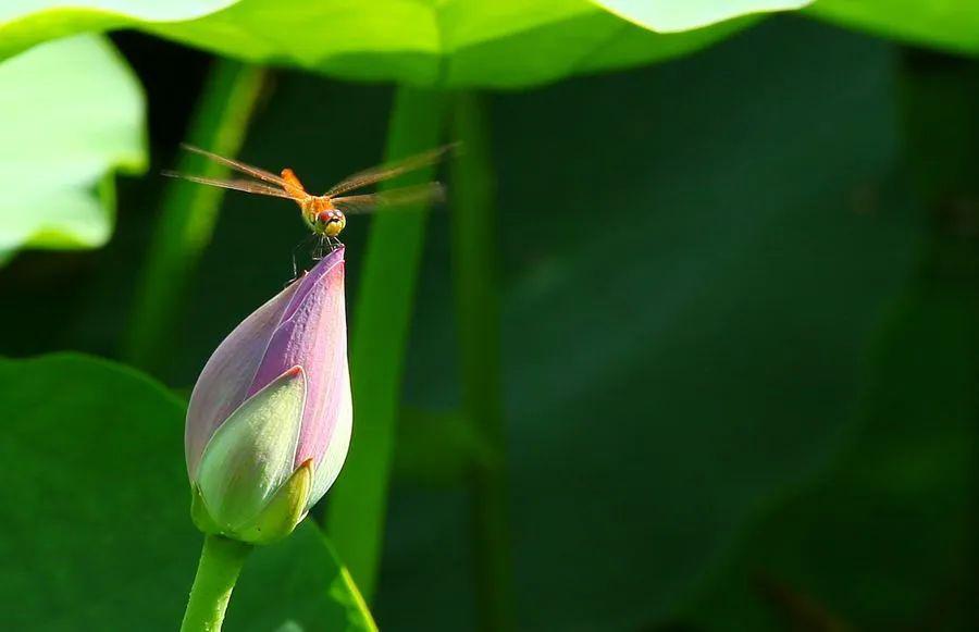 立夏丨小荷方露角,熏风带暑来_夏天