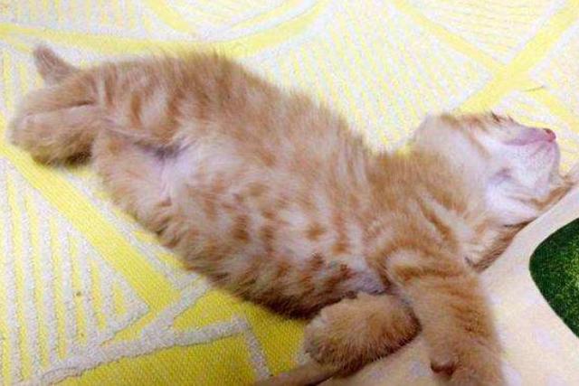 怎么看小猫怀没怀孕 f2f61764173641de926fae716859a58c.jpeg