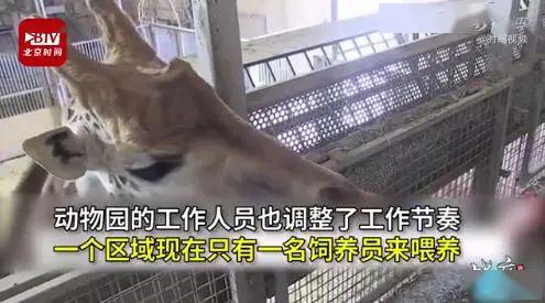 动物园封锁6个星期动物心态变了!!!