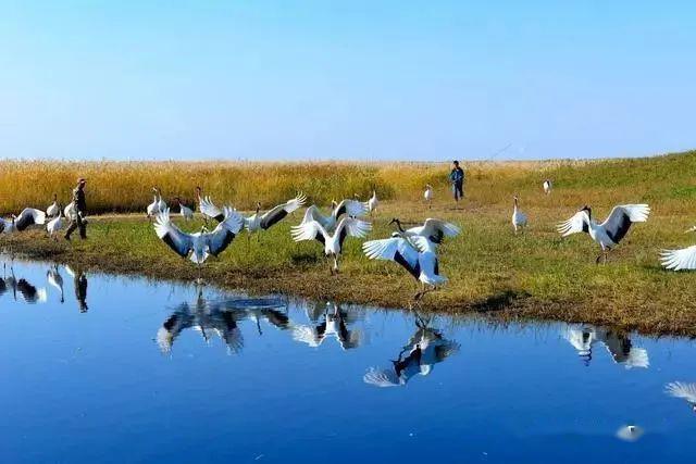 辽河三角洲湿地(辽宁)